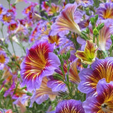 Semillas de gloria de la mañana chilena