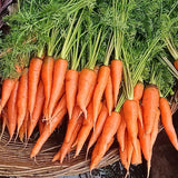 Tender Sweet Baby Carrot Seeds
