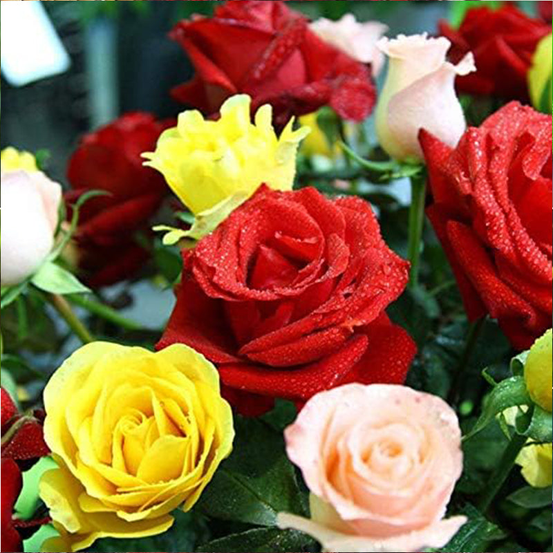 Mixed Multicolored Rose Flower Seeds Perennial Flowers Rare Plants