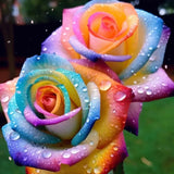 Semillas de rosa arcoíris con degradado
