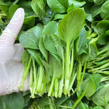 Baby Bok Choy Seeds