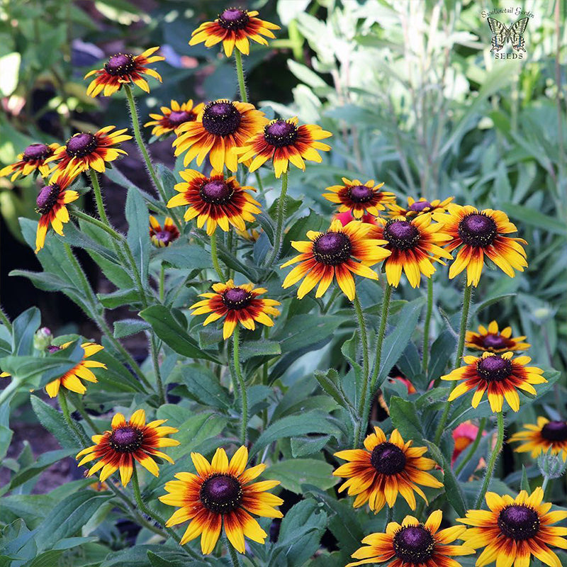 Ringed Gloriosa Black-Eyed Susan Seeds
