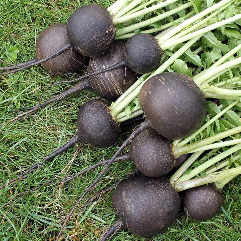 Heirloom Black Spanish Radish Seeds
