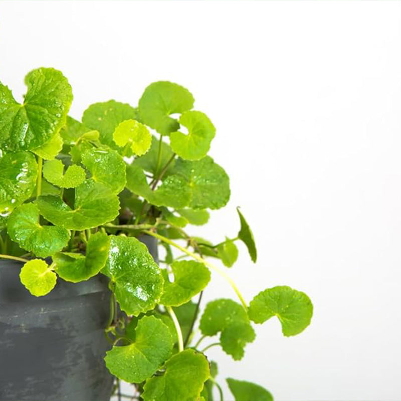 Green Gotu Kola Seeds - Hat Rau Ma - Big Leaf Seed Centella Asiatica Vegetable