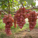 Semillas de uva Semillas de fruta de vid Planta de fruta Huerto casero Sin OGM