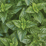 Basil, Lemon scented, Limoncello