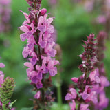 Salvia, Maravilla de la Rosa