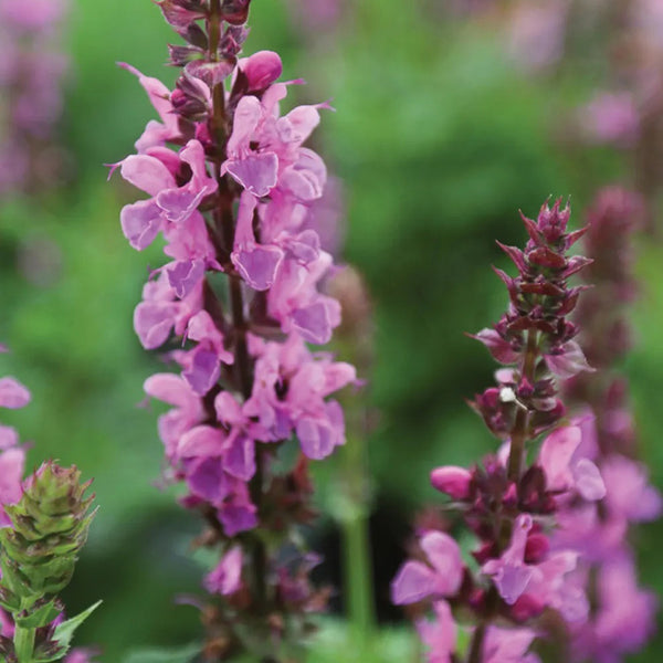 Salvia, Rose Marvel