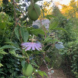 Pasionaria morada / Maypop