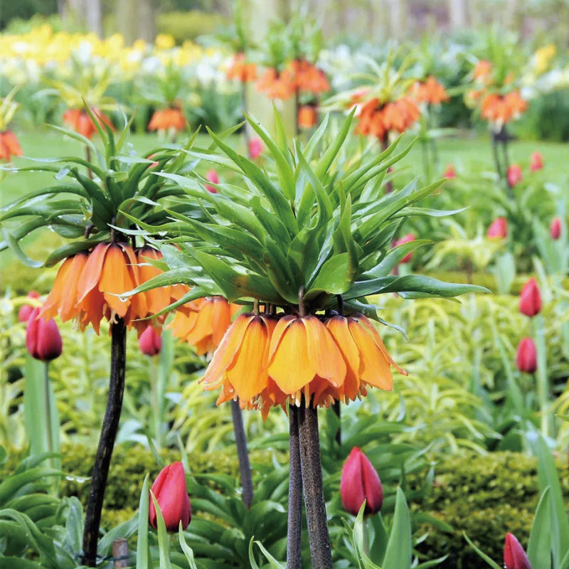 Fritillaria Corona Imperial Aurora