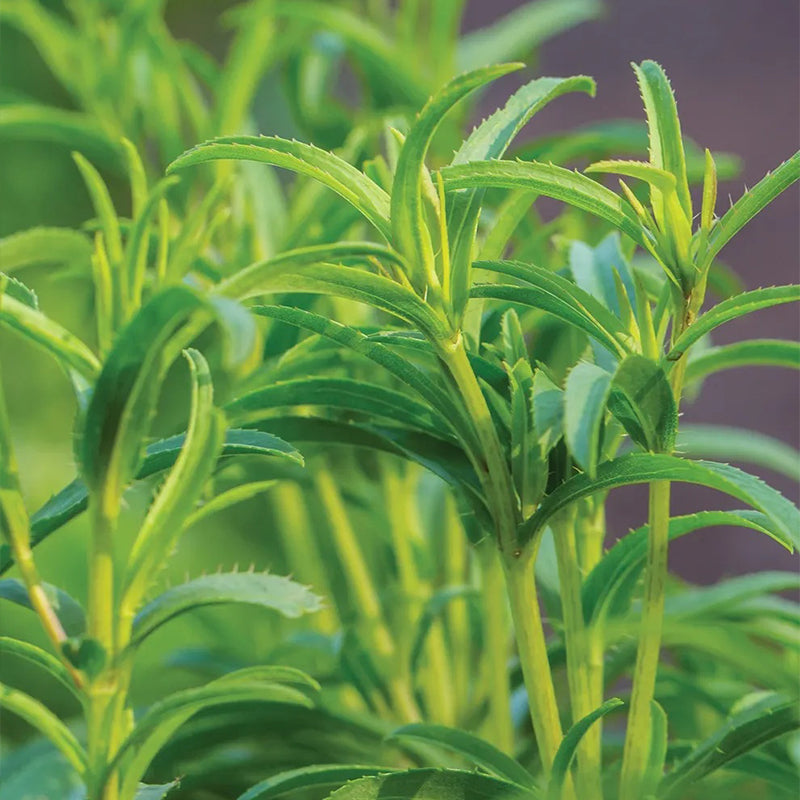 Tarragon, Mexican
