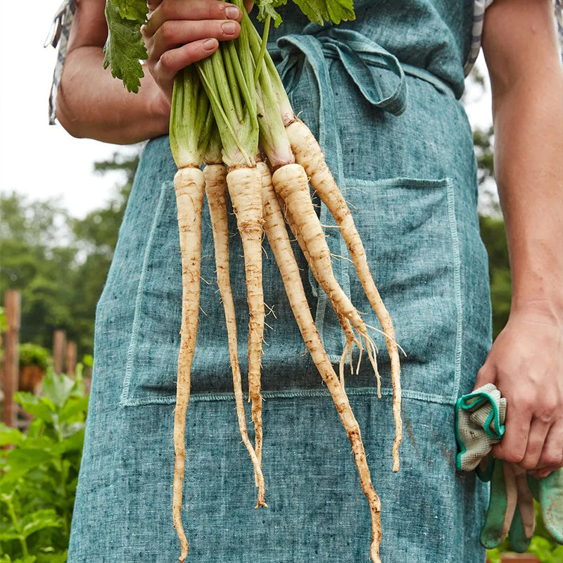 Parsnip, Hollow Crown