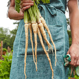 Parsnip, Hollow Crown