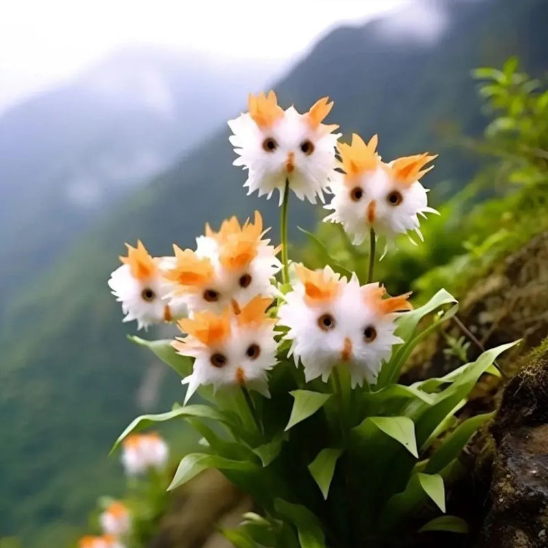 ¡Plantas asombrosas! El ojo de gato deslumbra