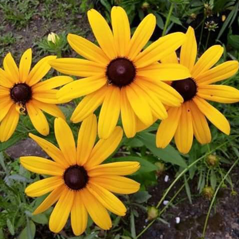 Classic Black-Eyed Susan Seeds