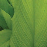 Turmeric, Curcuma longa