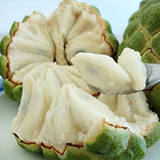 Soursop Graviola Guanabana Annona Muricata Fruit Tree Seeds Fresh Tropical Fruit