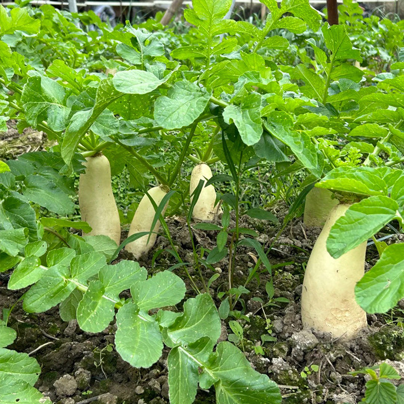 Giant Japanese Daikon Radish Seeds