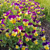 Mix Pansy Seeds