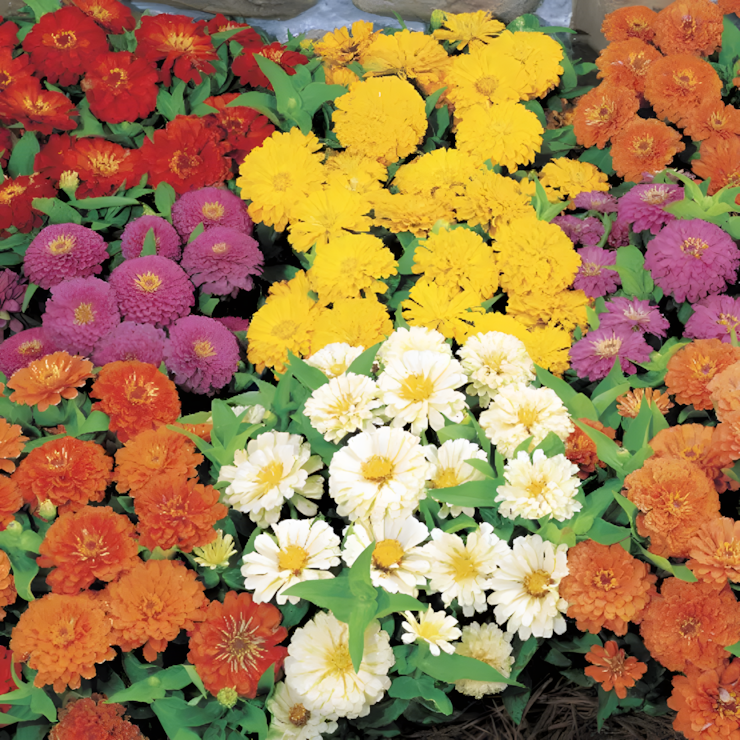 Dreamland™ Mix Hybrid Zinnia Seeds