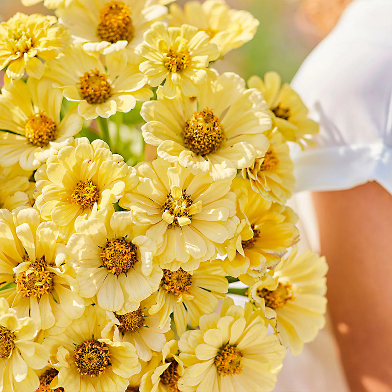 Amarilis de belleza rayada