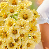 Amarilis de belleza rayada