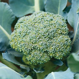 Brócoli híbrido Sun King