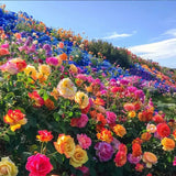 Semillas de rosas de colores variados