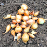 Yellow Stuttgarter Onion Sets Seeds,Noon Day Neutral Planting Set Growing Vegetable Scallion Green Seed