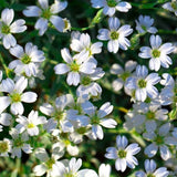 Gypsophila seeds Baby’s Breath Gypsophila