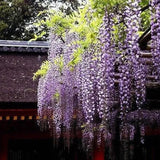 Purple Wisteria Flower Seeds Wisteria Sinensis DIY Home Garden Yard Plant