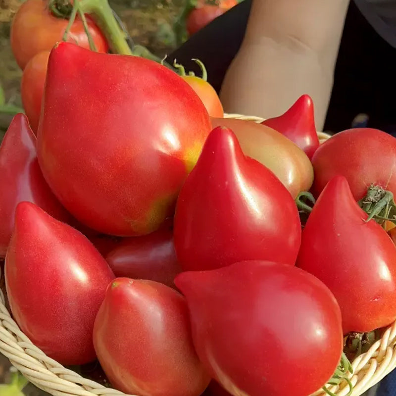 Mango Honey Tomato Seeds