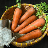 Mega-Root Orange Carrot Seeds