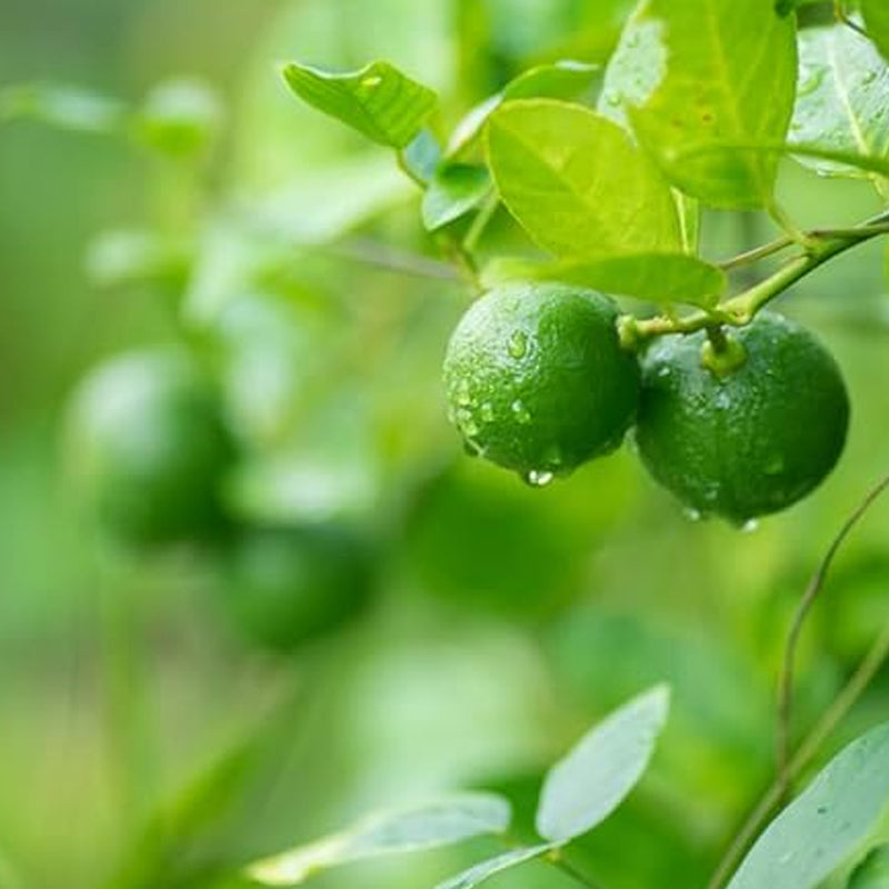Semillas de árbol de lima: semillas de árbol de lima de rápido crecimiento