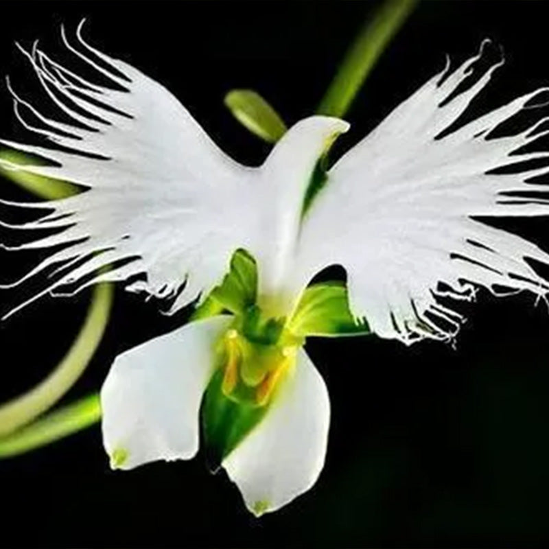 Habenaria radiata Seeds