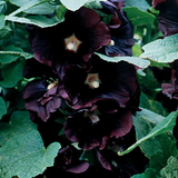 Jet Black  Hollyhock Seeds