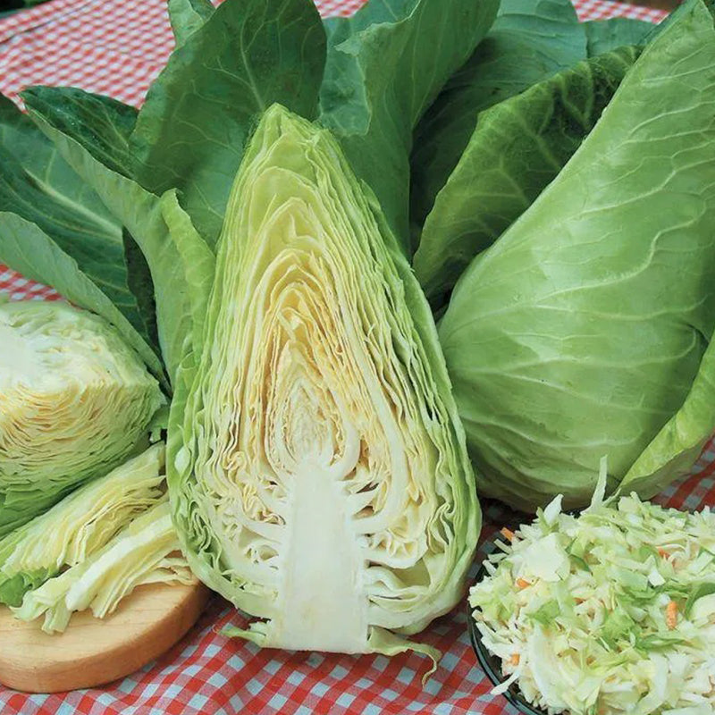 Cabbage Caraflex F1 Organic