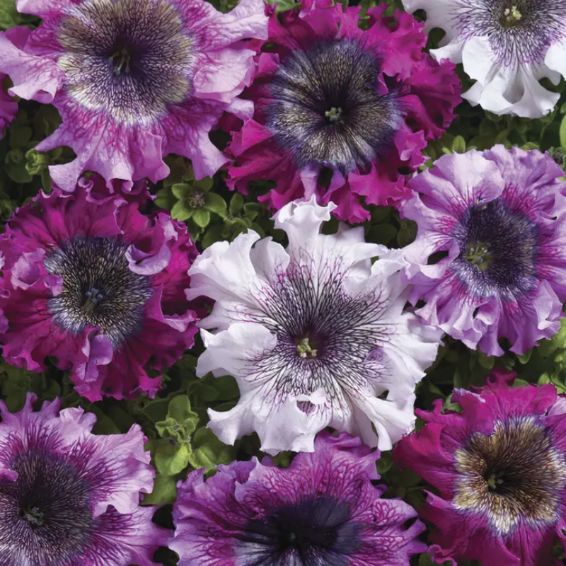 Superbissima Cerny's Triumph Petunia Seeds