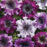 Superbissima Cerny's Triumph Petunia Seeds