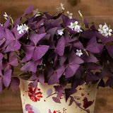 Sourdough Cuckoo Shamrock sorrel lichen garden