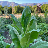 Semilla de tabaco Shirazi