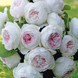 Semillas de rosa floribunda Earth Angel