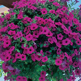 Wave Purple Petunia Seed Variety
