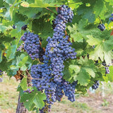 Uva sin semillas de Marte de raíz desnuda: uva perenne, resistente y de larga vida, de rápido crecimiento, para plantar