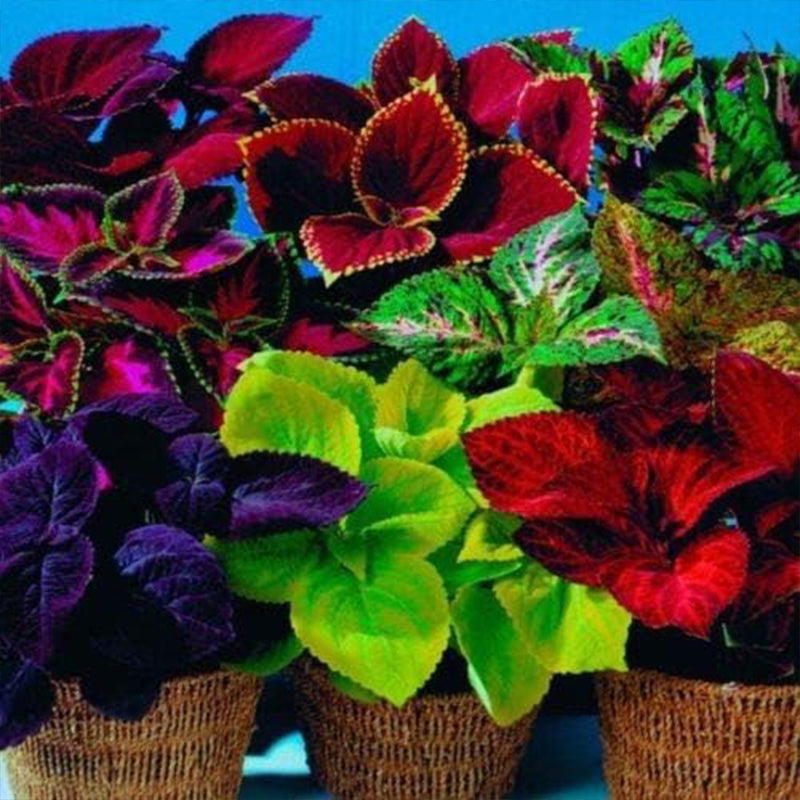 Rare Mixed Coleus Flowers Seeds Rainbow Coleus Wizard