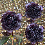Mysterious Black Bark Double Petal Rose Seeds