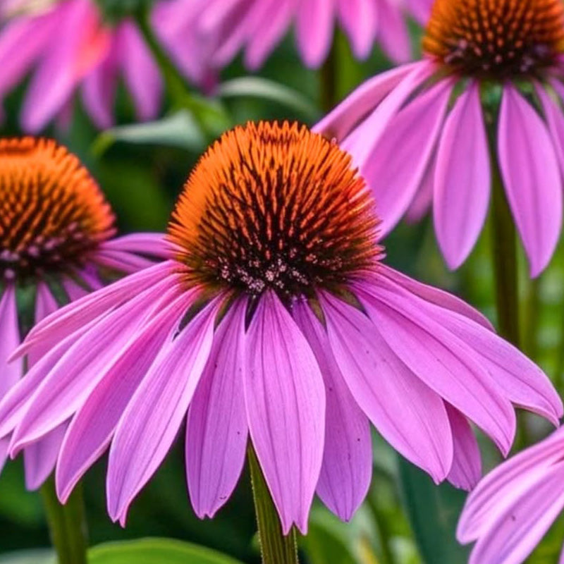 Purple Coneflower Seeds - Hardy Native Perennial Pollinator Flower