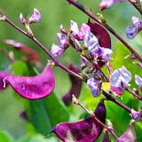 Perennial Red Dolichos Lablab Hyacinth Bean Vine & Flower Seed for Planting