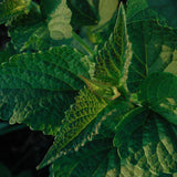 Regaliz y menta coreanos