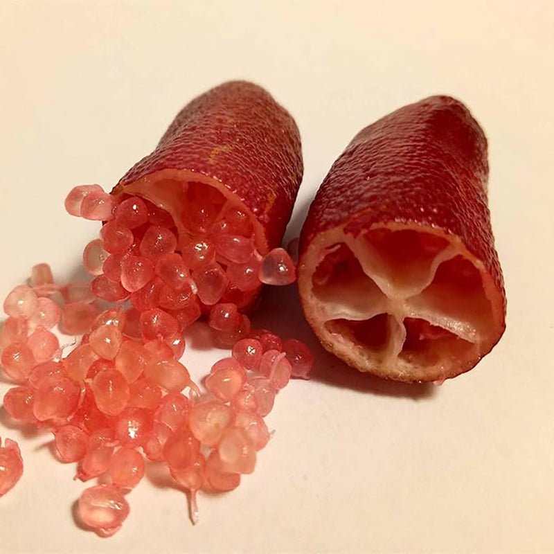 Semillas de lima dedo Citrus Australasica Caviar de lima utilizada como complemento para ensaladas Jardín Exterior